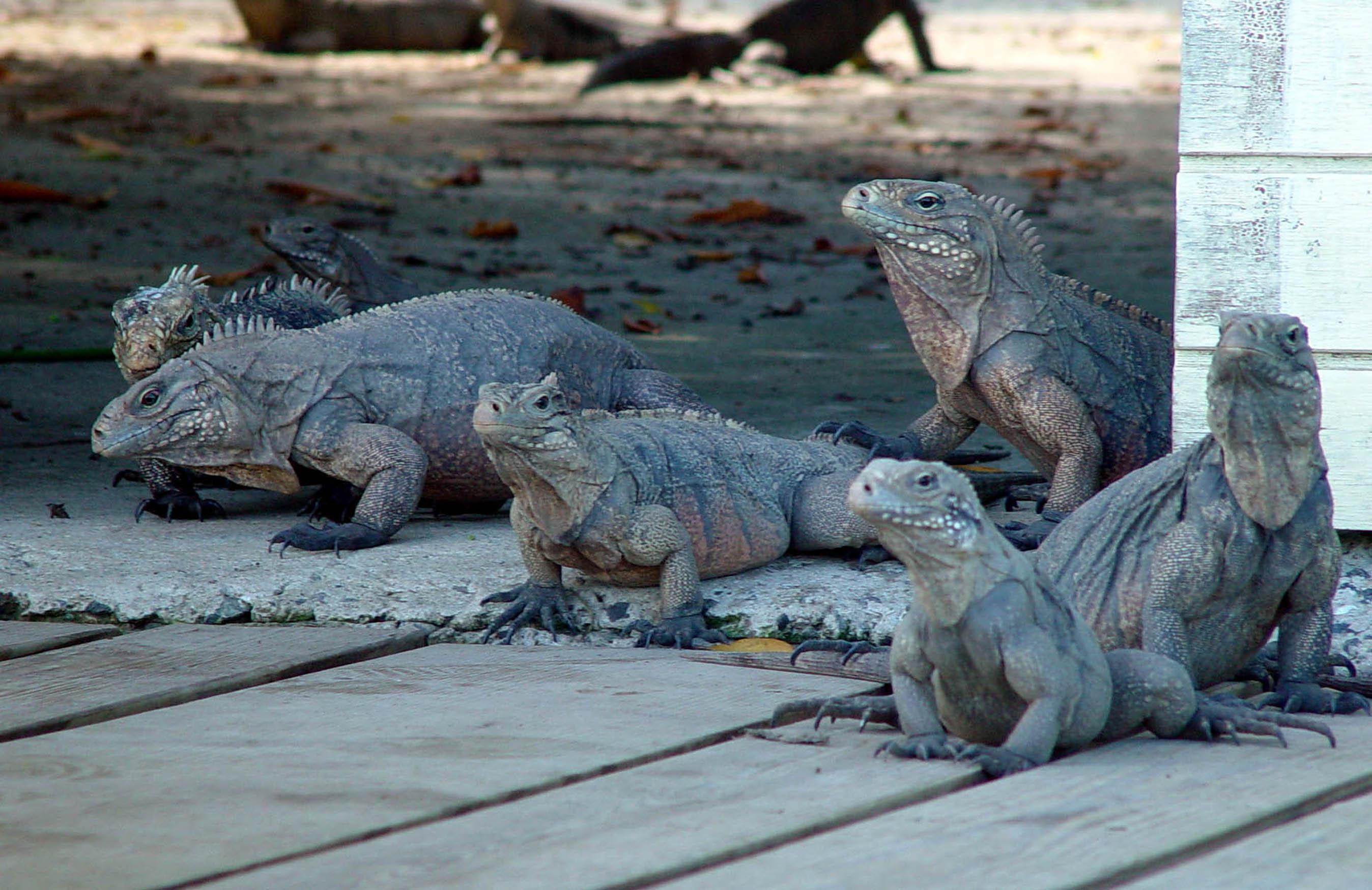 Iguanas de la Isla Magueyes